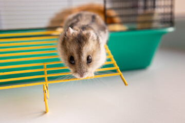Funny hamster peeking out of cage, selective focus. High quality photo