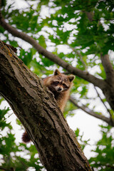 Racoon in tree © Gabriel