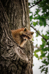 Racoon in tree