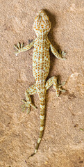 Tokay gecko