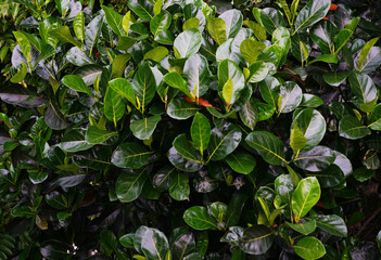 Dark green background of jackfruit leaves                                