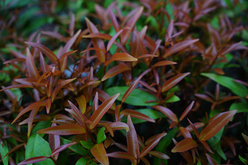 Close up purple red leaves of syzygium australe bushes                              