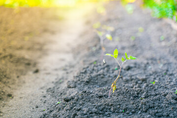 A young sprout of a tomato growing close-up in a garden bed. Blurred background. sunset dawn lighting