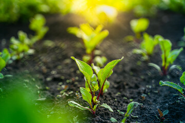 Leaves of a young growing beetroot in the soil of a vegetable garden close-up at sunset