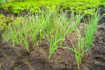 Beautiful neat garden bed with growing green onions. Perfectionist's vegetable garden