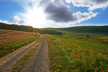 Fototapeta na wymiar Beautiful landscape of a farm with a path at sunrise with a cloudy blue sky. Large endless land with lush green grass and red flowers growing. A hill with bright sun shining in the background
