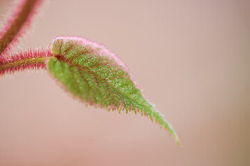 Single hairy plant leaf isolated on a pale background. Closeup of one delicate green leaf with red trichomes against blurry copy space growing outside. Stunning botany in spring