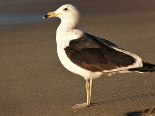 gull seagull in beach and wet sand