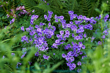 Meadow geranium flowers growing in a green forest in summer. Purple plants blooming in a lush botanical garden in spring. Beautiful violet flowering plants budding in its natural environment - obrazy, fototapety, plakaty
