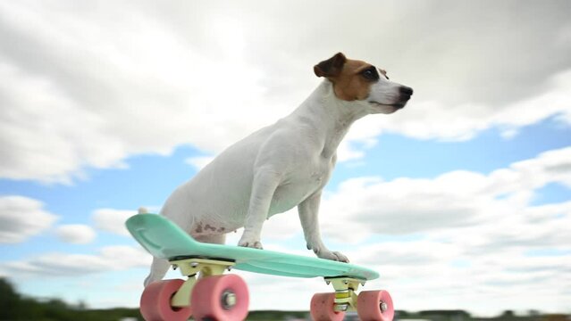 Video 360 degrees. The camera pans around a Jack Russell Terrier dog on a penny board outdoors.
