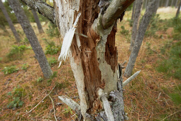 Closeup of damaged beech trees growing in remote forest, meadow, countryside. Tree bark...