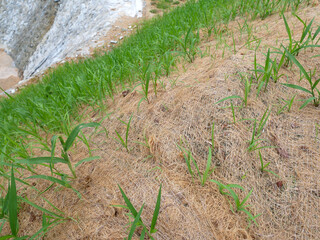 Permanent slope protection with grass using the hydroseed method. The grass is used to stabilize the slope structure and prevent slope erosion. Effective and less maintenance. 