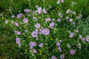 Mallow, Malva sylvestris, medicinal and ornamental plant