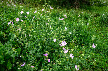 Mallow, Malva sylvestris, medicinal and ornamental plant