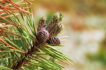 Closeup of pine cones hanging on a fir tree branch with a bokeh background in the countryside of Denmark. Green needles on a coniferous cedar plant or shrub in remote nature reserve, forest or woods