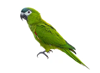 Foto auf Glas Hahn's macaw or red shouldered green parrot isolated on white background native to South America and Brazil for graphic design usage © Akarawut