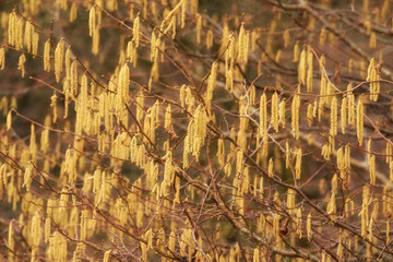 Closeup of yellow hazel catkin growing from dry tree branches or stems in home garden at sunset. Group of hanging budding flowers in remote forest or woods. Environmental nature conservation on trees
