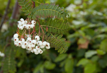 A beautiful Sorbus Fruticosa growing in a lush green garden outdoors with bush and nature in the background. An ornamental plant grown in summer with white berries. Bright foliage outside in spring
