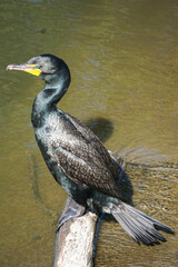 Double-crested cormorant resting on a log
