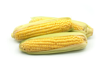Fresh maize or corn on the cob