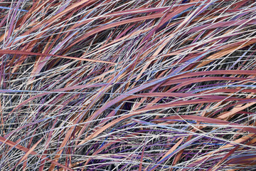 Closeup of multicolored fantasy grass background with copy space. Detail of overgrown lush wild field growing outside in secluded countryside. Beautiful nature concept for spring meadow environment