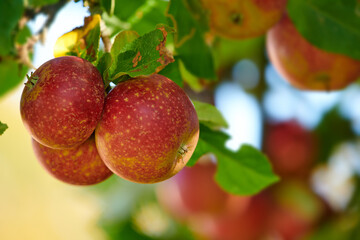 Ripe red apples on a tree with green leaves from below. Organic and healthy fruit growing on an orchard tree branch on a sustainable farm in summer. Group of fresh seasonal produce ready for harvest