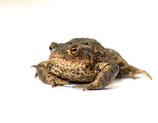 Common true toad with brown body and black dot markings on dry rough skin isolated on a white background with copy space. One frog ready to hop around and croak. Amphibian from the bufonidae species