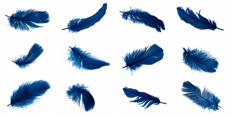 set of blue feathers isolated