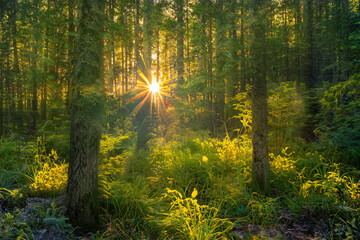 Fototapeta na wymiar Magical sunset in the forest.