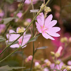Malva moschata musk mallow flowers growing in a garden or field outdoors. Closeup of beautiful...