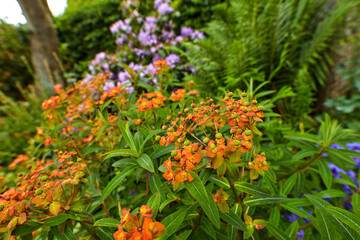 Peacock flowers or caesalpinia pulcherrima growing in a garden outdoors. Closeup of beautiful bright orange flowering plants with lush green leaves blooming in nature during a sunny day in spring