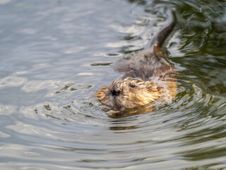 Muskrat, Ondatra zibethicuseats swiming at the surface of the lake water.