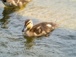 Cute little duckling swimming alone in a lake or river with calm water