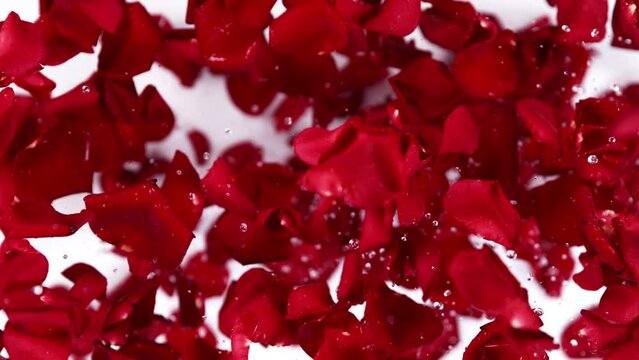 Super slow motion shot of flying red rose petals towards camera on white background at 1000 fps.