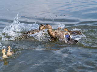 Fototapeta premium Two wild ducks on the river are fighting for a piece of bread