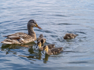 Fototapeta premium A family of ducks, a duck and its little ducklings are swimming in the water. The duck takes care of its newborn ducklings. Mallard, lat. Anas platyrhynchos