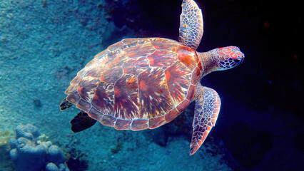 Sea turtle swims under water with small tropical fishes on background of coral reefs. Hawksbill sea turtle at Thailand on diving or snorkeling underwater. Marine life in wild nature.