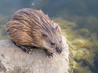 Wild animal Muskrat, Ondatra zibethicuseats, sits on the river bank