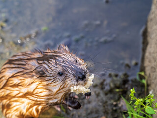 Wild animal Muskrat, Ondatra zibethicuseats, eats on the river bank