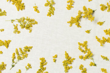 Creative summer floral flat lay, frame from yellow fluffy flowers, blossoming flower bedstraw on cotton textile background. Summer still life, beautiful blooms, nature design, top view