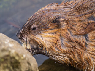 Wild animal Muskrat, Ondatra zibethicuseats, eats on the river bank