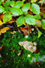 Closeup of mushrooms growing in a green forest. Small white fungi thriving among moss lichen from the ground under a tree plant. Group of wild edible sprouts between green plantations
