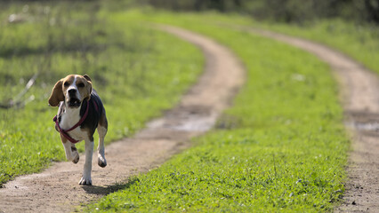 Beagle dog running of wheel track in the countryside