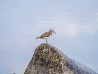 Common sandpiper, Actitis hypoleucos, resting lake shore under raindrops.
