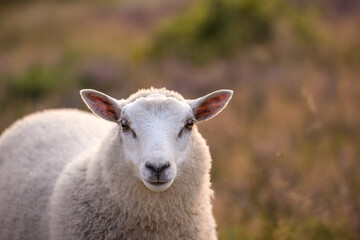 Portrait of a little white sheep standing on sustainable ecological farmland in Denmark, countryside. One white lamb relaxing and grazing in a lush organic field on a calm agricultural farm in nature