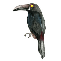 watercolor drawing toucan bird, hand drawn illustration