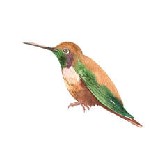 watercolor drawing sitting humminhbird, hand drawn illustration