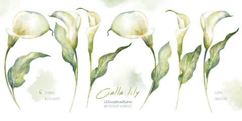 Watercolor hand drawn floral set with delicate illustration of blossom white calla lily flowers and leaf. Elegant romantic elements isolated on white background. Beautiful summer collection.