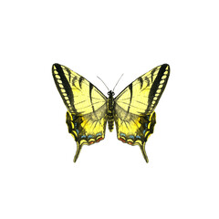 watercolor drawing yellow swallowtail butterfly, Papilio machaon, hand drawn illustration