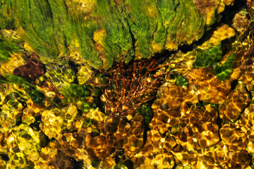 yellow green under water nature background